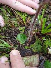 Holothrix scopularia