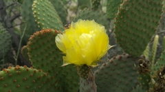 Opuntia microdasys