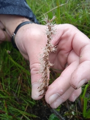 Holothrix scopularia