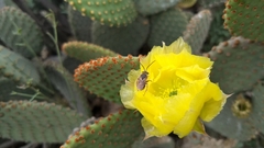 Opuntia microdasys