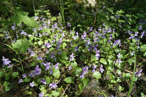 Image of Viola uliginosa by (c) Игорь Васильев, some rights reserved (CC BY)