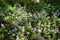 Viola uliginosa