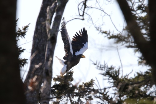 Steller's Sea-Eagle photographed in Maine