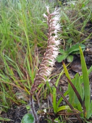 Holothrix scopularia