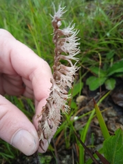 Holothrix scopularia