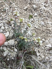 Polyctenium fremontii