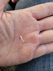 Multiclavula vernalis