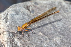 Metacnemis valida