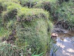 Multiclavula vernalis