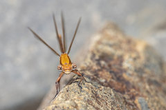 Metacnemis valida