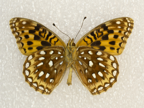 Northwestern Fritillary