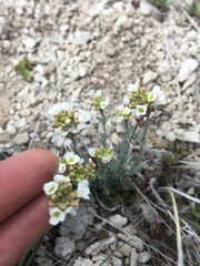Polyctenium fremontii