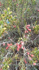Cylindropuntia leptocaulis