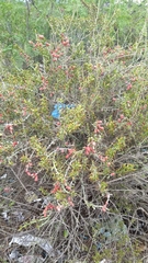 Cylindropuntia leptocaulis