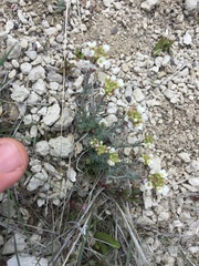 Polyctenium fremontii
