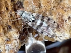 Pseudotephritina