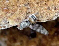 Pseudotephritina