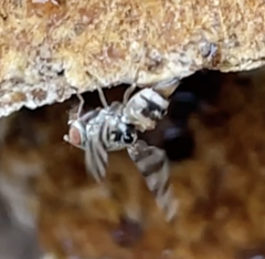 Pseudotephritina