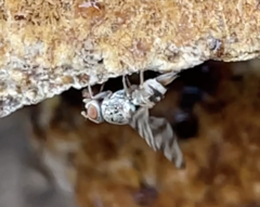 Pseudotephritina
