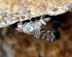 Pseudotephritina