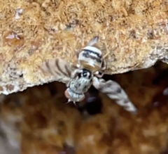 Pseudotephritina