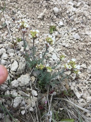 Polyctenium fremontii