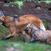 Maned Wolf - Photo (c) Predators Prey, some rights reserved (CC BY-NC-ND)