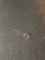 Gastropoda