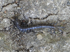 Akymnopellis