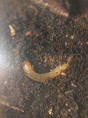 Arthropoda