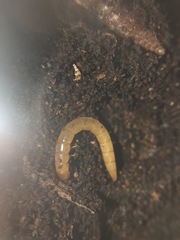Arthropoda
