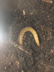 Arthropoda