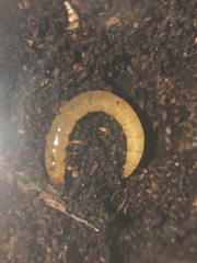 Arthropoda