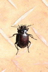 Calosoma vagans