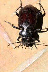 Calosoma vagans