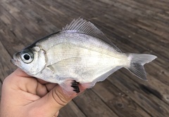 Hyperprosopon argenteum