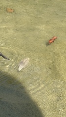 Acaudina molpadioides