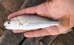 Genyonemus lineatus
