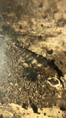 Gastropoda