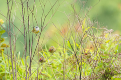 Coccopygia quartinia