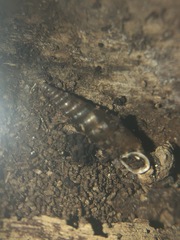 Gastropoda