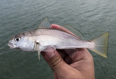 Genyonemus lineatus