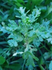 Senecio vulgaris