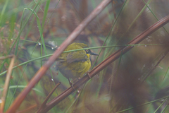 Apalis flavigularis