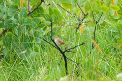 Cisticola cantans