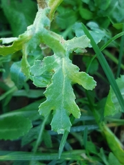 Senecio vulgaris
