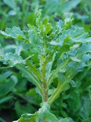 Senecio vulgaris