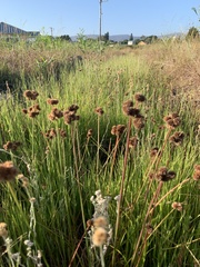 Juncus oxycarpus