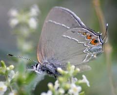 Satyrium polingi
