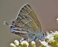 Satyrium polingi
